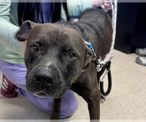 Medium Photo #1 Labrador Retriever-Unknown Mix Puppy For Sale in Olathe, KS, USA