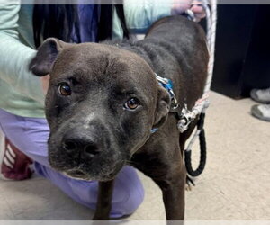 Labrador Retriever-Unknown Mix Dogs for adoption in Olathe, KS, USA