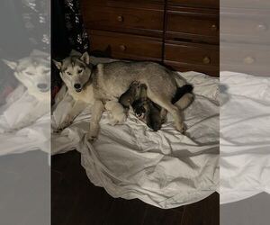 Mother of the Siberian Husky puppies born on 12/09/2023