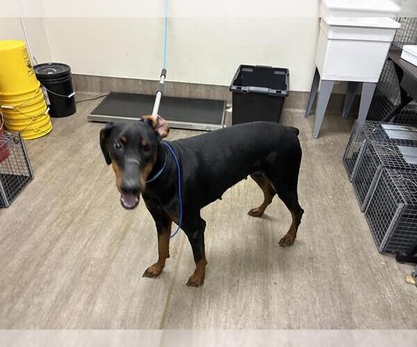 Medium Photo #1 Doberman Pinscher Puppy For Sale in Pasadena, CA, USA