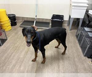 Doberman Pinscher Dogs for adoption in Pasadena, CA, USA