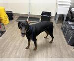 Small Doberman Pinscher