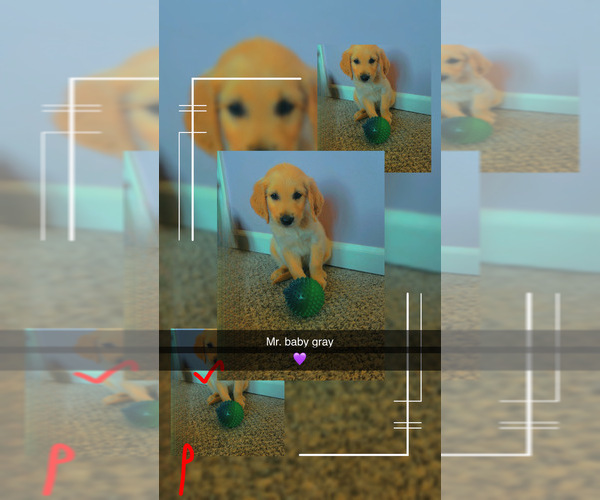 Medium Photo #3 Golden Retriever Puppy For Sale in TONGANOXIE, KS, USA