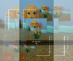 Small #2 Golden Retriever