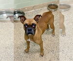 Small Boxer
