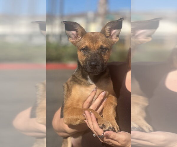 Medium Photo #14 German Shepherd Dog-Unknown Mix Puppy For Sale in Dana Point, CA, USA