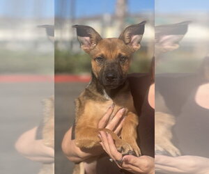 Keenan - Male German Shepherd Dog-Unknown Mix Dog for Adoption - Photo #14