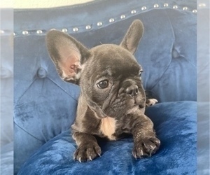 French Bulldog Puppy for sale in CHARLOTTESVILLE, VA, USA