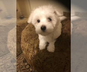 Maltese Puppy for sale in JONESBORO, GA, USA