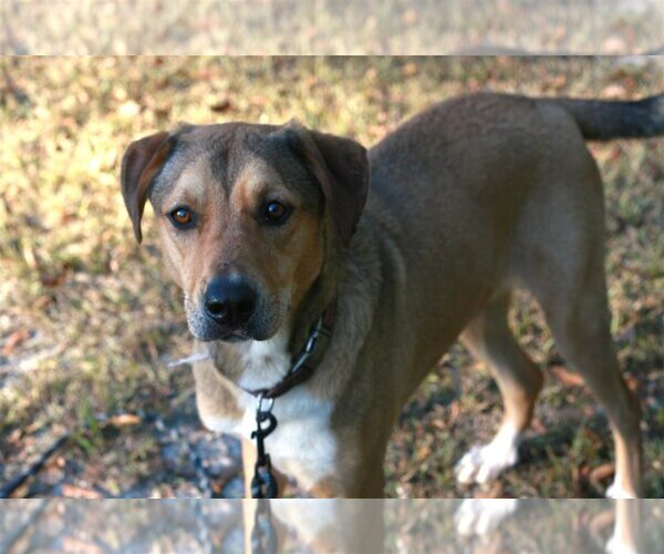 Medium Photo #2 German Shepherd Dog-Rhodesian Ridgeback Mix Puppy For Sale in Attalka, AL, USA