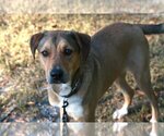 Small Photo #2 German Shepherd Dog-Rhodesian Ridgeback Mix Puppy For Sale in Attalka, AL, USA