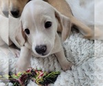 Small #9 Dachshund