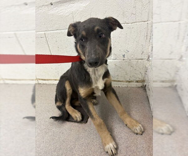 Medium Photo #1 German Shepherd Dog-Unknown Mix Puppy For Sale in San Bernardino, CA, USA