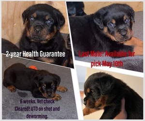 Rottweiler Puppy for sale in PINEHURST, NC, USA