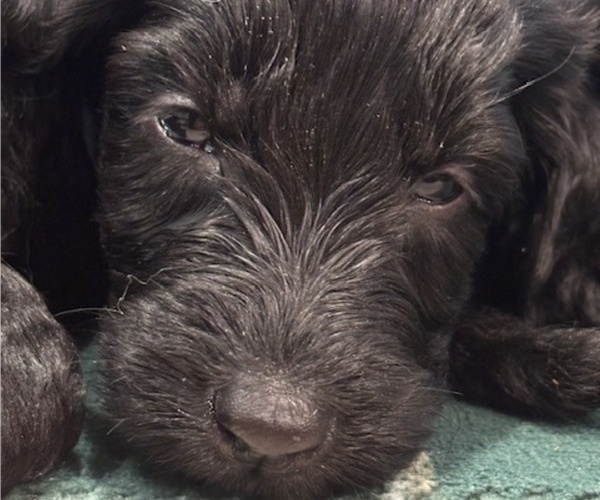 Medium Photo #16 Schnoodle (Giant) Puppy For Sale in ANDERSON, CA, USA