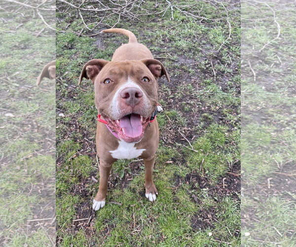 Medium Photo #14 American Pit Bull Terrier-American Staffordshire Terrier Mix Puppy For Sale in Techny, IL, USA