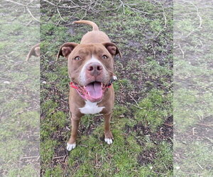 Allie - Female American Pit Bull Terrier-American Staffordshire Terrier Mix Dog for Adoption - Photo #12