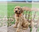 Small Photo #6 Irish Doodle Puppy For Sale in WOOSTER, OH, USA