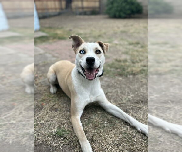 Medium Photo #6 American Pit Bull Terrier-Siberian Husky Mix Puppy For Sale in San Diego, CA, USA
