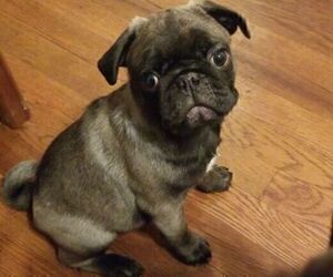 View Ad Pug Litter Of Puppies For Sale Near Illinois Danville Usa Adn 184232