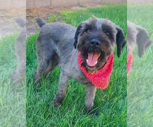 **RAZ** - Male Mutt Dog for Adoption - Photo #2