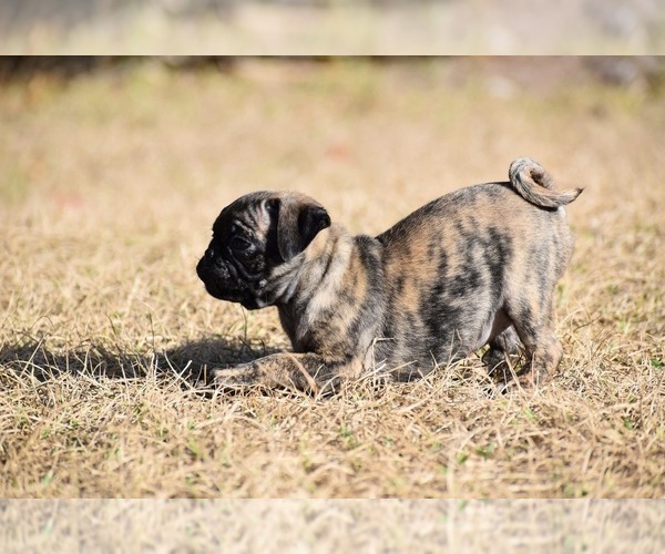 Medium Photo #2 Pug Puppy For Sale in PALM COAST, FL, USA