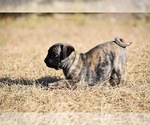 Small #1 Pug