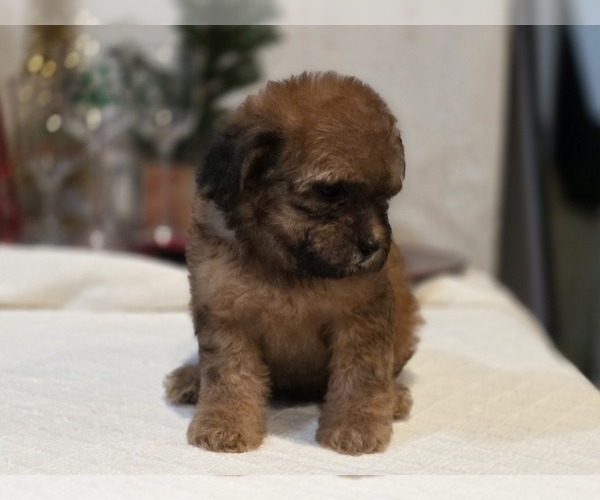 Medium Photo #9 Goldendoodle (Miniature) Puppy For Sale in DUBLIN, TX, USA