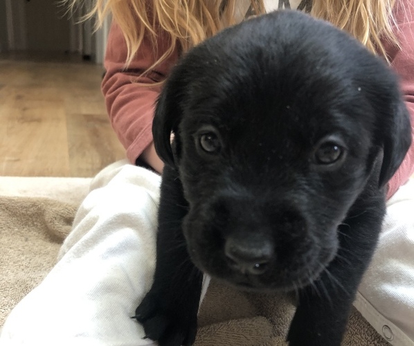 Medium Photo #2 Labrador Retriever Puppy For Sale in TROUTDALE, OR, USA