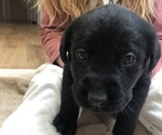 Small Photo #2 Labrador Retriever Puppy For Sale in TROUTDALE, OR, USA