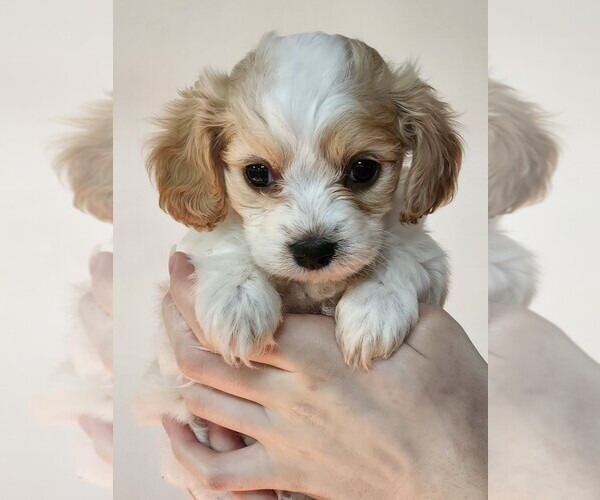 Medium Photo #5 Cavachon Puppy For Sale in ROANOKE, IL, USA