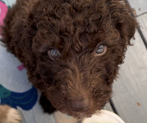 Aussiedoodle Puppy for sale in DENTON, MD, USA