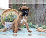 Small #1 Boxer