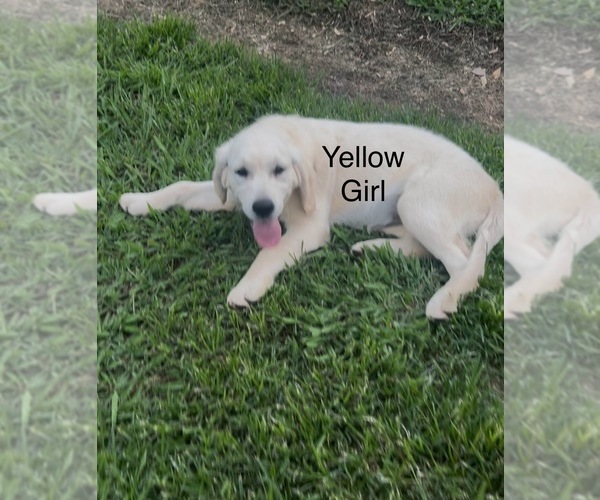 Medium Photo #1 Golden Retriever Puppy For Sale in BOILING SPGS, SC, USA