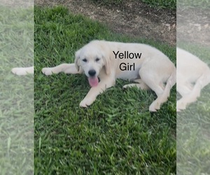 Medium Golden Retriever