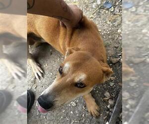 Mutt Dogs for adoption in San Antonio, TX, USA