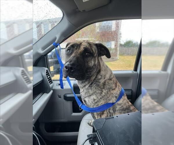 Medium Photo #1 Presa Canario-Unknown Mix Puppy For Sale in Texas City, TX, USA