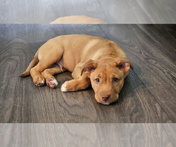 Medium Photo #3 Mutt Puppy For Sale in Farmington, MN, USA