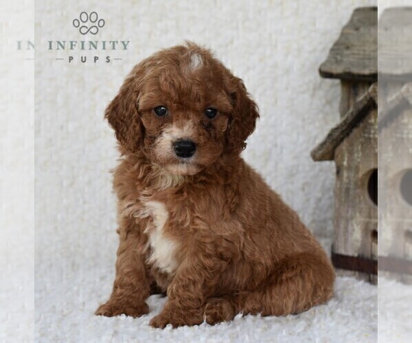 Medium Photo #2 Cavapoo Puppy For Sale in DORNSIFE, PA, USA