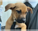 Small Mastiff Mix