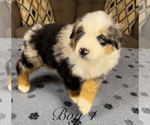 Medium Australian Shepherd