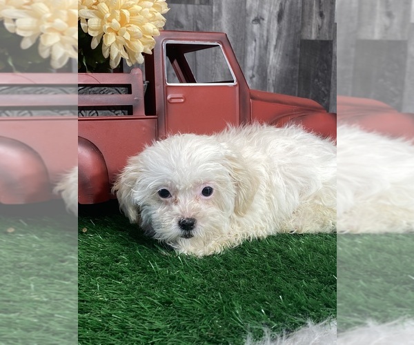 Medium Photo #2 Zuchon Puppy For Sale in CANOGA, NY, USA