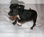 Small Photo #13 American Staffordshire Terrier-Unknown Mix Puppy For Sale in Holly Springs, NC, USA