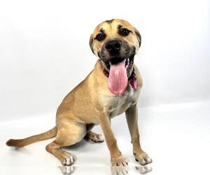 Labrador Retriever-Unknown Mix Dogs for adoption in Fort Collins, CO, USA