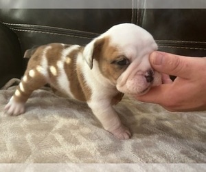 Bulldog Puppy for sale in MARSHALL, AR, USA