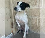 Small #6 American Pit Bull Terrier Mix