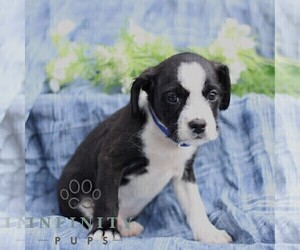 Boston Terrier-Cock-A-Poo Mix Puppy for sale in PORT ROYAL, PA, USA