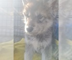 Small Photo #24 Wolf Hybrid Puppy For Sale in DALTON, OH, USA