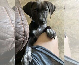 Doberman Pinscher-Unknown Mix Dogs for adoption in Minneaoplis, MN, USA