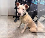 Small #14 Bull Terrier Mix